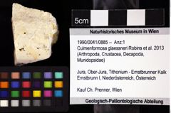 Foto (Objket + Etiketten) von Culmenformosa glaessneri (Robins et al., 2013) 